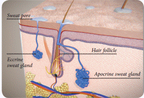 狐臭是如何產生的？